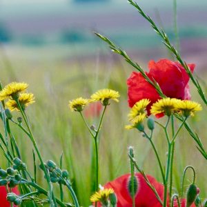 amapolas 2
